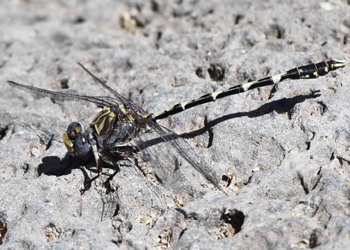 Gray sanddragon - Progomphus borealis